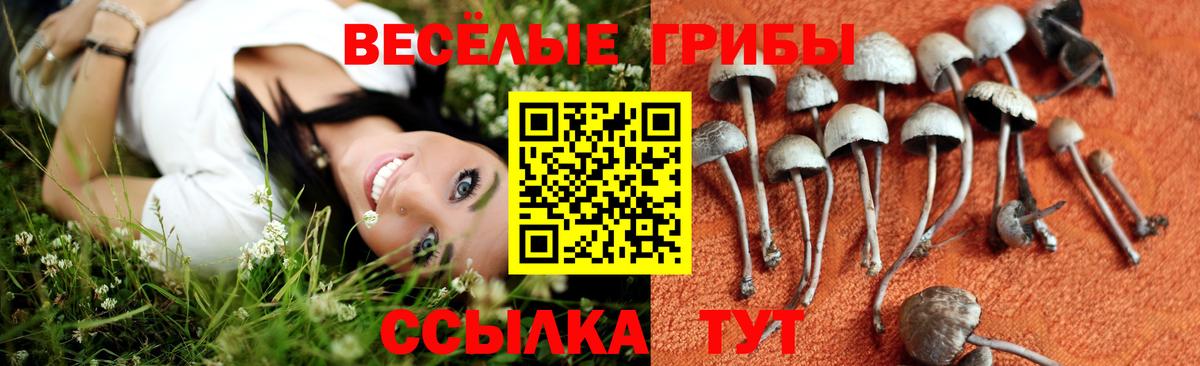 Галлюциногенные грибы Cubensis Мичуринск